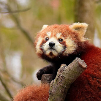 Panda červená (Ailurus fulgens fulgens)
