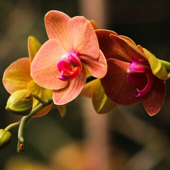 Orchidej I.