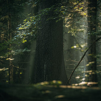 V lese