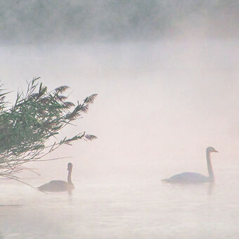 První podzimní mlha na rybníku