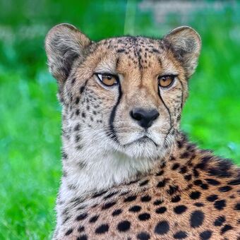 gepard štíhlý