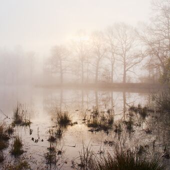 Mlhavé ráno nad Jahodovým rybníkem