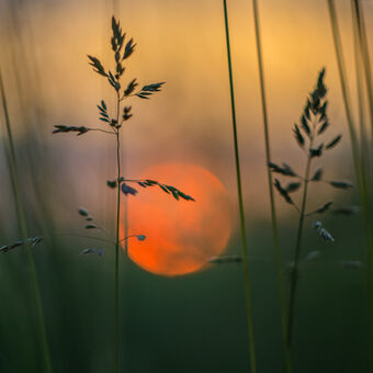 Západ slunce v trávě