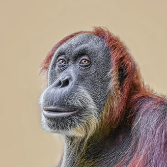 orangutan sumaterský
