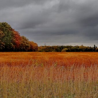 Podzimní krajina v Cholupicích