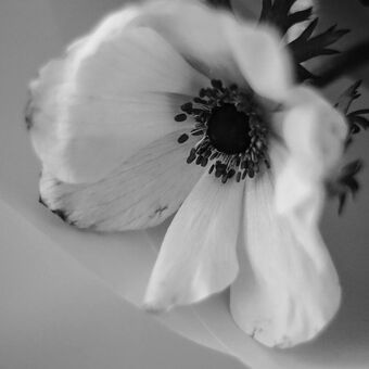 Černobílá květena