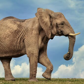 slon africký  - zoo Zlín