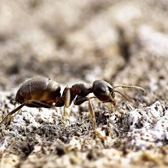 Mravenec v terénu pařezu