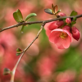 Růžové jaro