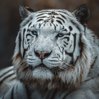 Tygr indický bílý