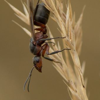Formica rufa - mravenec lesní