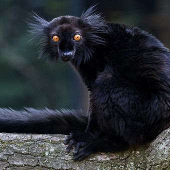 Lemur tmavý (černý ?)