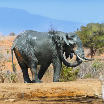 slon s polevou
