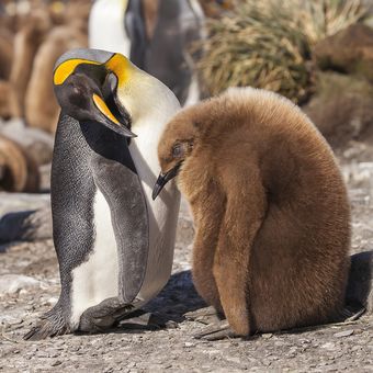 domluva s tučňáky III
