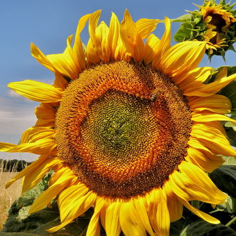 ...tak jako slunečnice každým dnem,otáčí se za sluncem...