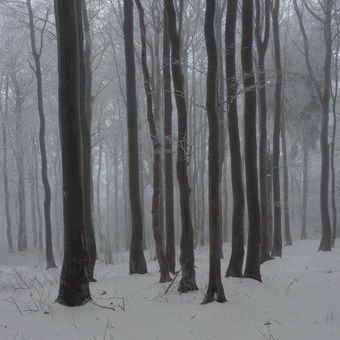 Tajemný mlžný les v zimě.