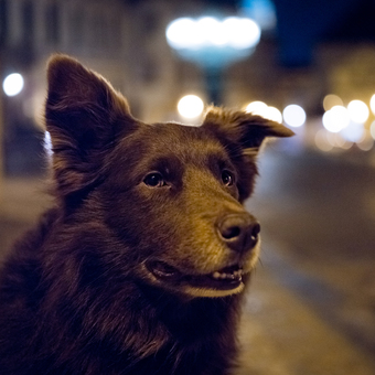 Pes v noci