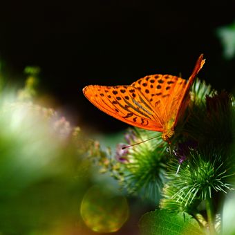 oranžový motýl