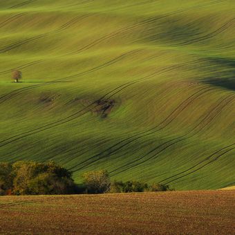 Moravian Toscana