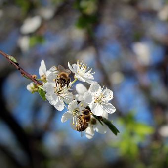 Včely vzácné klenoty přírody...