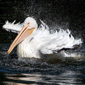 Neohrabané přistání pelikána