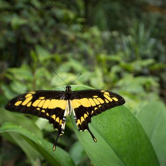 otakárek (Papilio cresphontes)