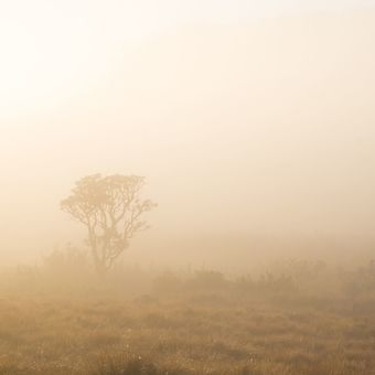 Mist in Horton Plains
