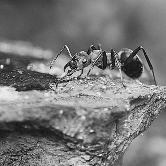 Mravenec na dřevině