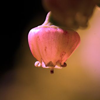 Kvetoucí borůvčí