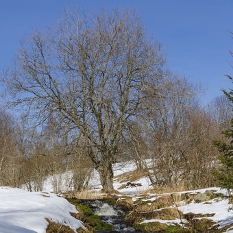 Studený potok a zbytky sněhu pod sjezdovkou.