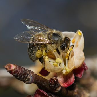 Včela při první jarní práci