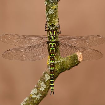 Šídlo modré - samička.  Pepina ))