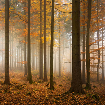 Podzimní lesy