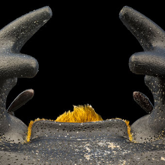 Roháček kozlík (Dorcus parallelipipedus)