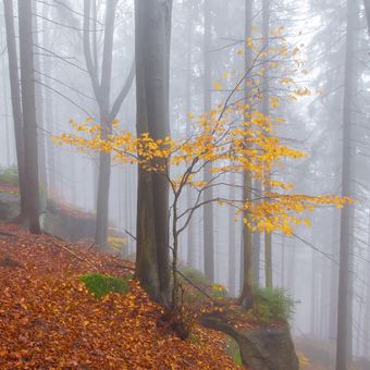 Mlhavé ticho podzimu