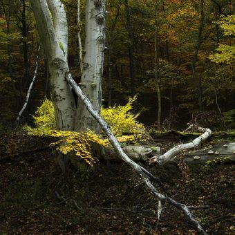 Podzimní krušnohorský les
