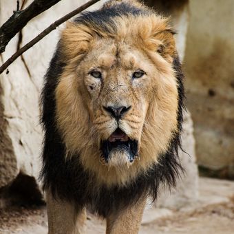 Lev indický (Panthera leo persica).. Sohan