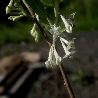 Malý obrazový atlas rostlin: Hlošina okoličnatá