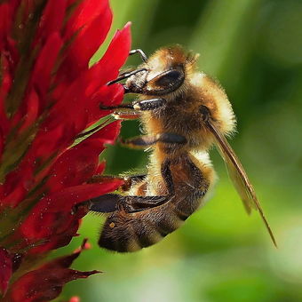 pilná včelička