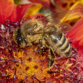 Pracující včela
