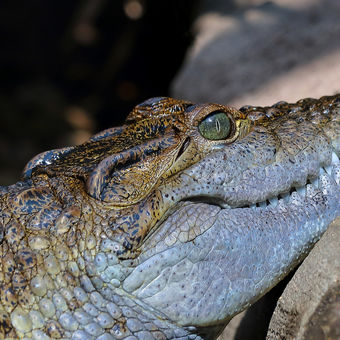 Krokodýl filipínský