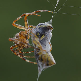 Pavouk vs. vosa