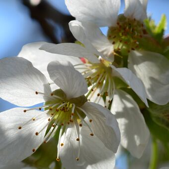 Pomíjivá krása jara