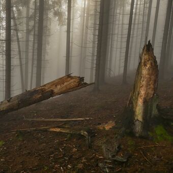 Z mlžného lesa...