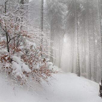 Zimním lesním chodníčkem