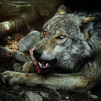 Vlk euroasijský