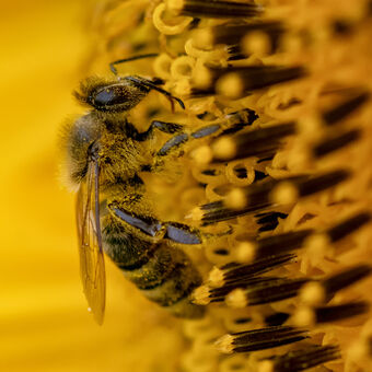 Včelka ve slunečnici