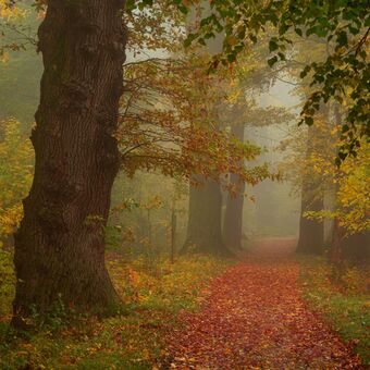podzim v lese