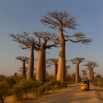 Baobabová alej, Morondava