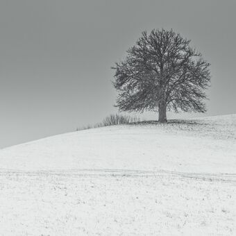 Zimný  strom
